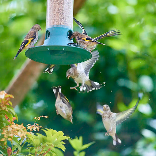goldfinches flying to a bird feeder with sunflower hearts