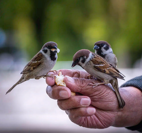 Three small birds perched on a person's hand with a blurred natural background