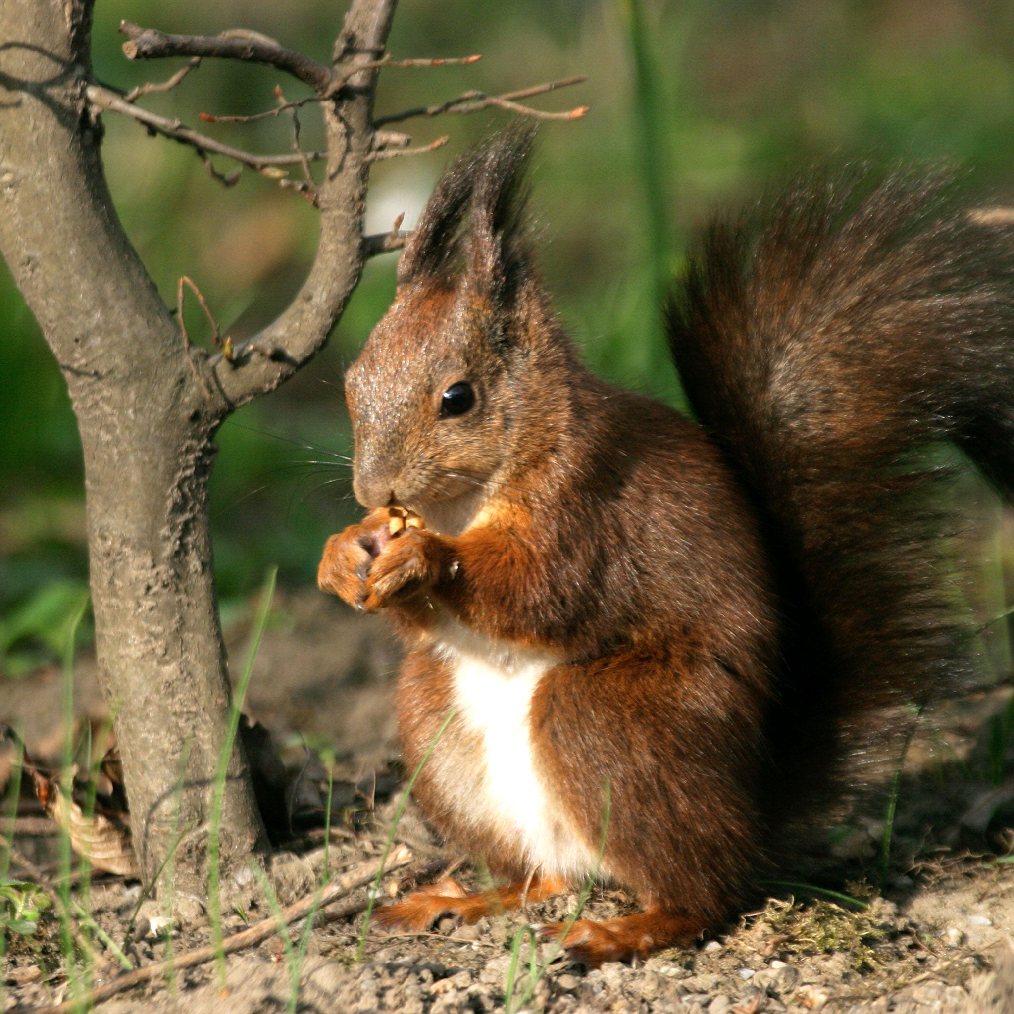 Red squirrel holding a hazelnut kernel