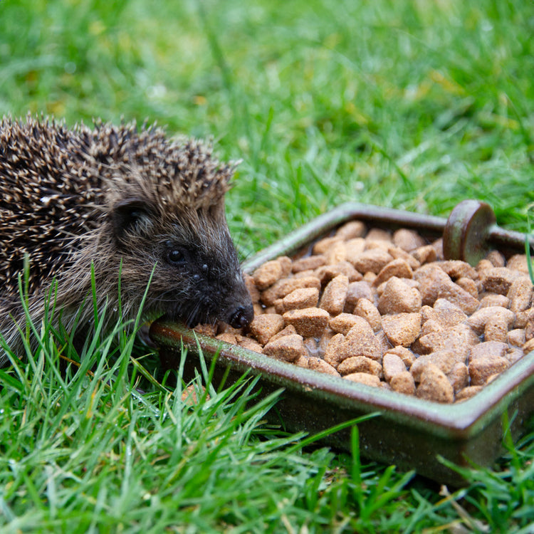 hedgehog in grass eating Ark Wildlife hedgehog food