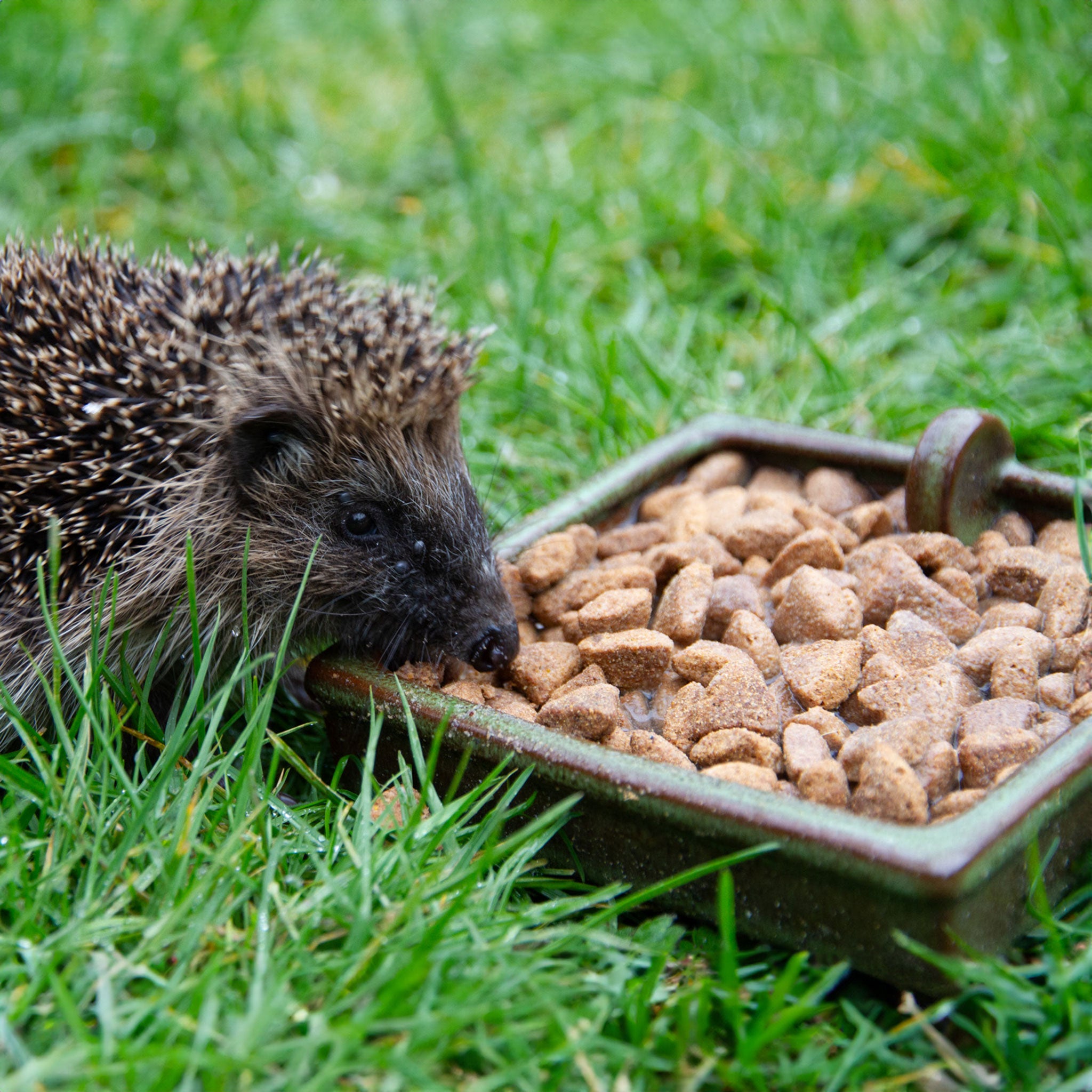 hedgehog in grass eating Ark Wildlife hedgehog food