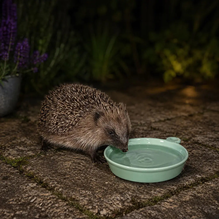 A small hedgehog drinks water from a mint green ceramic dish placed on a stone patio, with dark garden foliage and purple flowers blurred in the background.