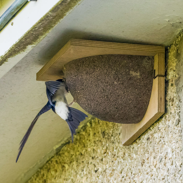 House Martin bird entering a nest bowl 