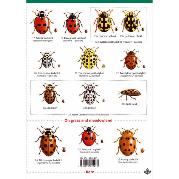 Field Guide to Ladybirds UK; Field Guide to Ladybirds UK; Field Guide to Ladybirds UK