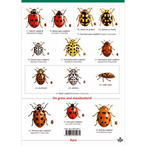 Field Guide to Ladybirds UK; Field Guide to Ladybirds UK; Field Guide to Ladybirds UK
