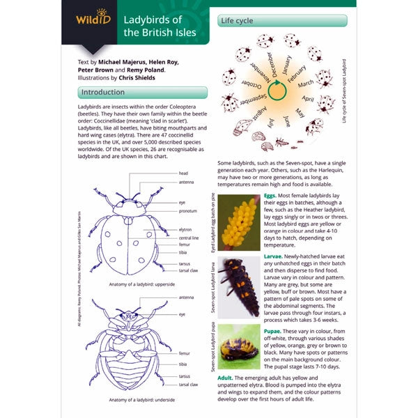 Field Guide to Ladybirds UK; Field Guide to Ladybirds UK; Field Guide to Ladybirds UK