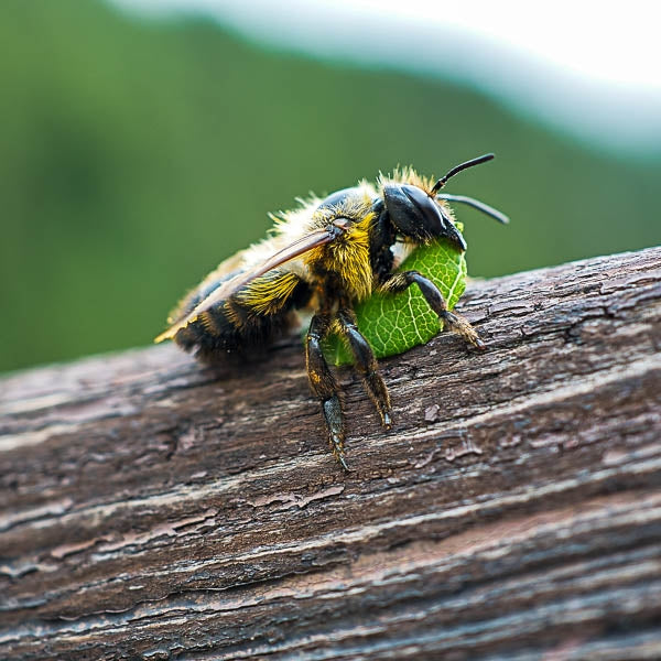 Replacement bee nesting tubes for refills or home projects; Leafcutter bee flying with nesting material; Leafcutter bee with leaf