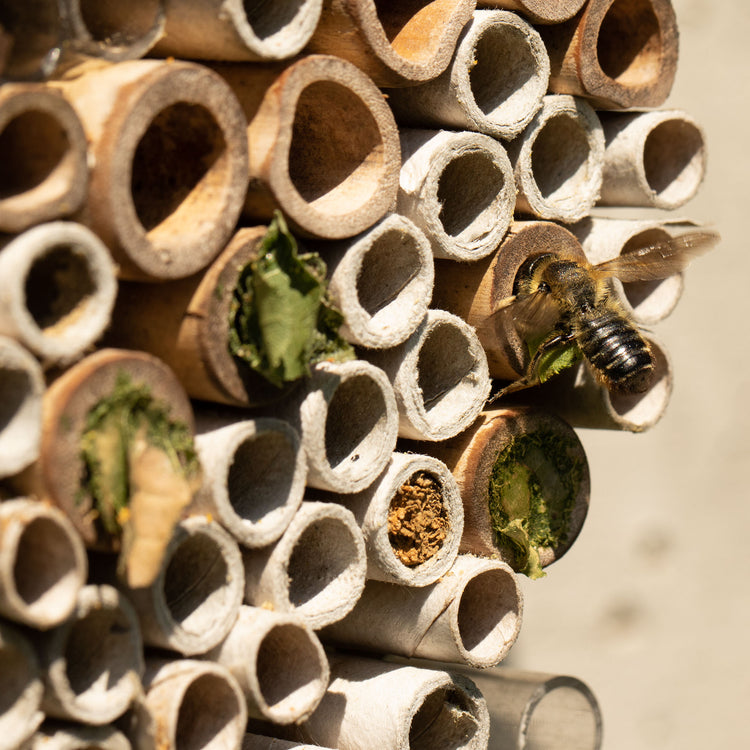 Bee feeding and nesting in hollow tubes