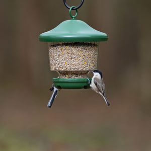 My Favourite Seed Feeder with birds