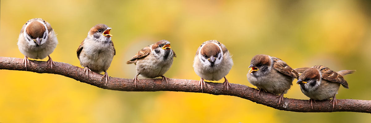 Tree sparrows sitting on a branch