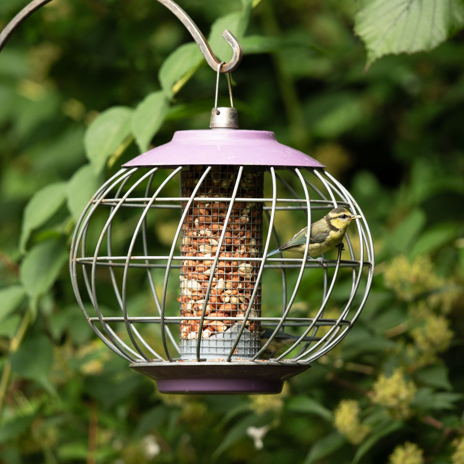 ground-feeder-cage-for-small-large-birds-ark-wildlife-uk