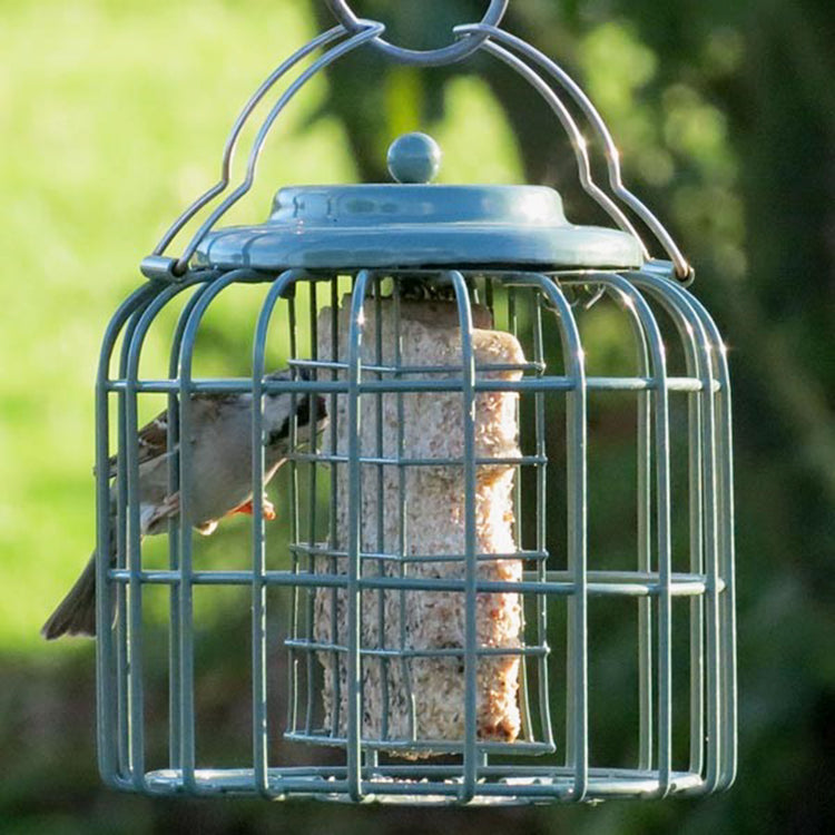 Finch eating a suet block in a caged bird feeder