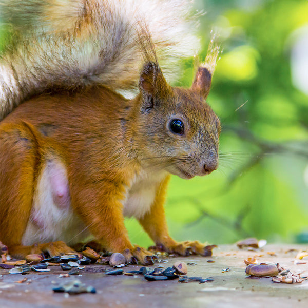 Red squirrel with half eaten pine nuts