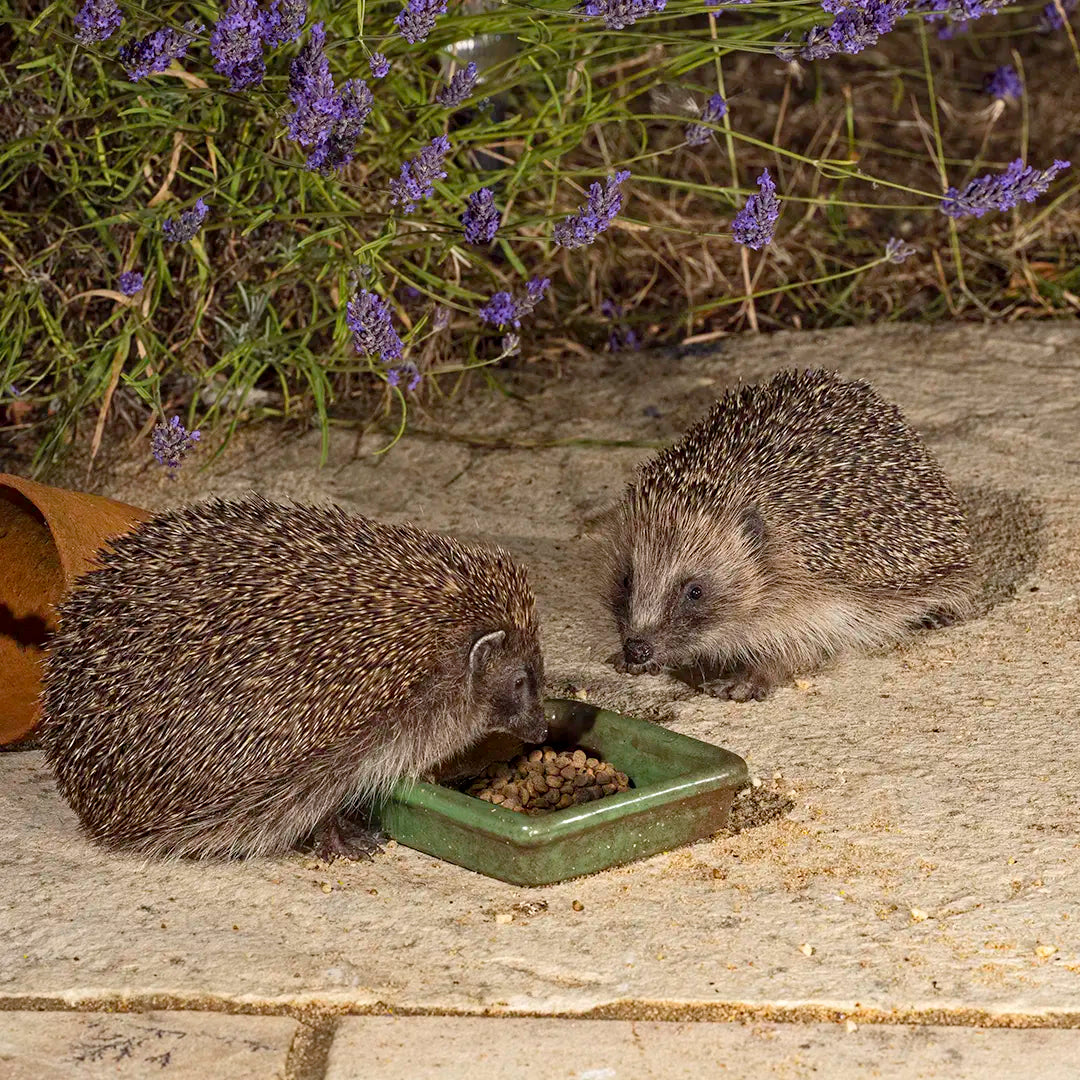 Shop Garden Wildlife Food & Products Online - Ark Wildlife UK