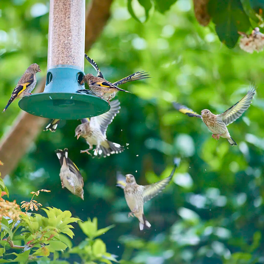 Ark Spring Day Bird Spring Bird Feeding | Best Spring Bird Food | Ark Wildlife UK