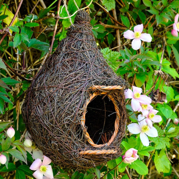 Giant Robin Nest Pocket;Giant roost nesting pocket in a hedge