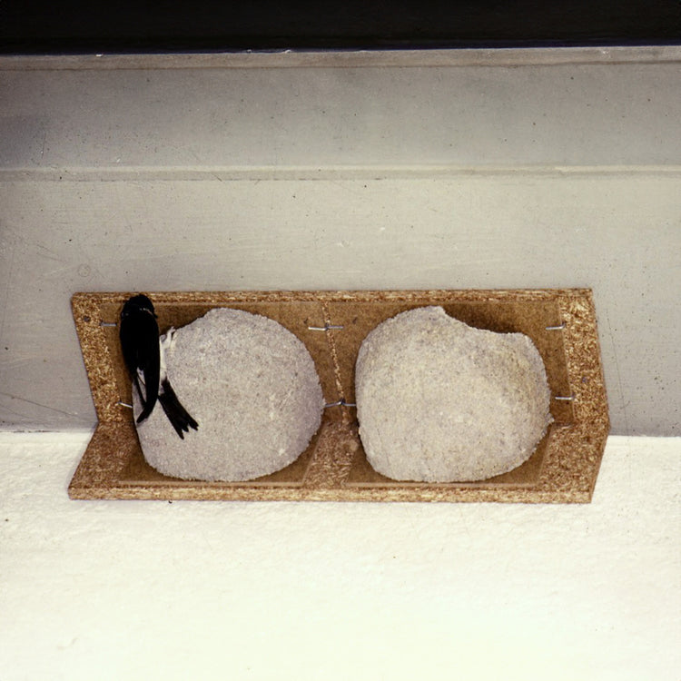 House martin entering nest box 