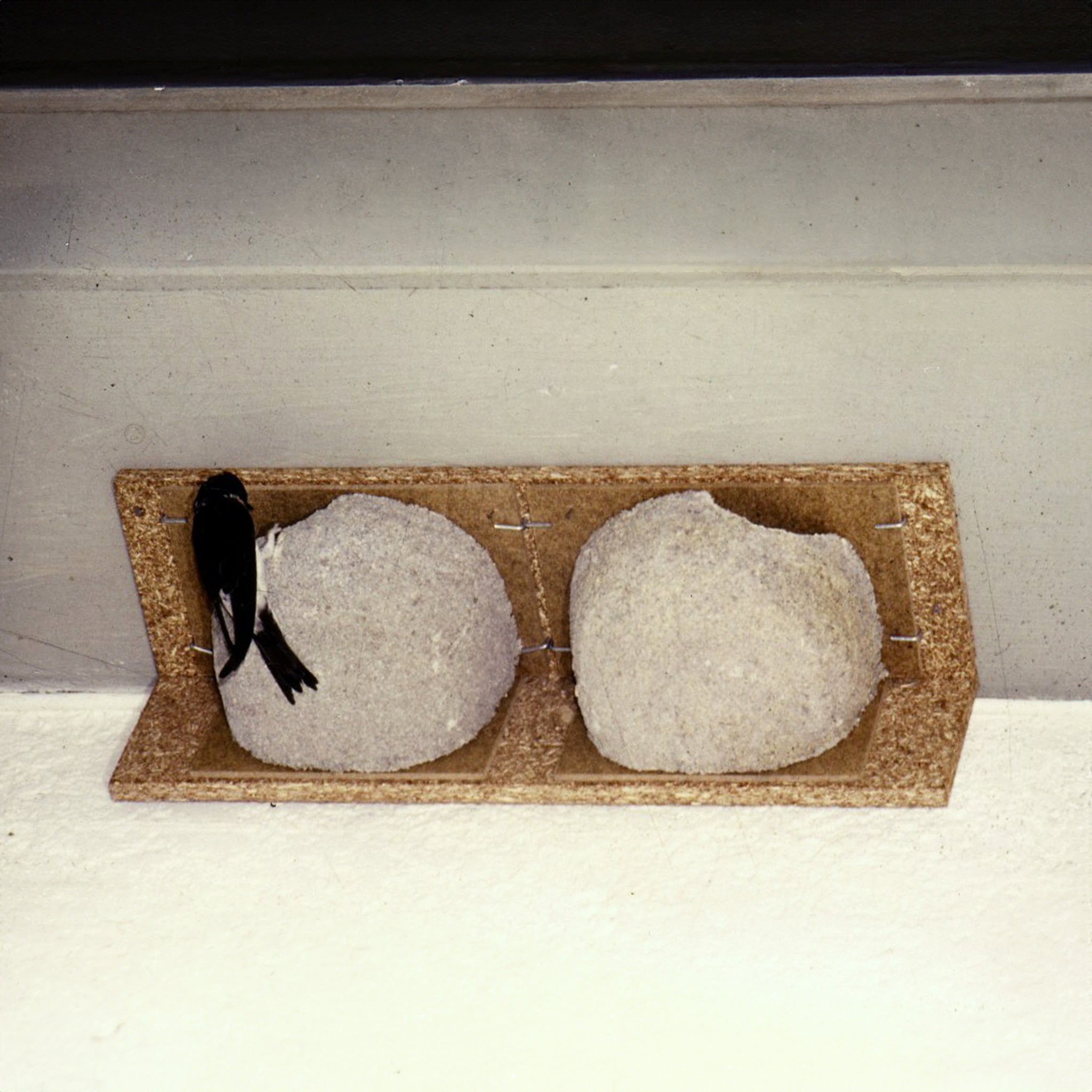 House martin entering nest box 