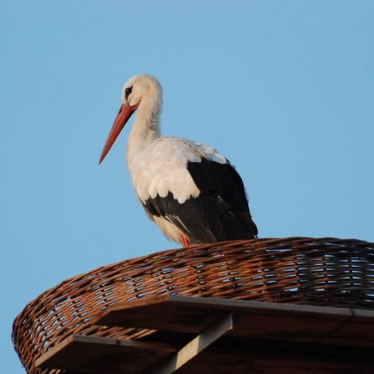 Stork sitting in large wicker nesting basket 