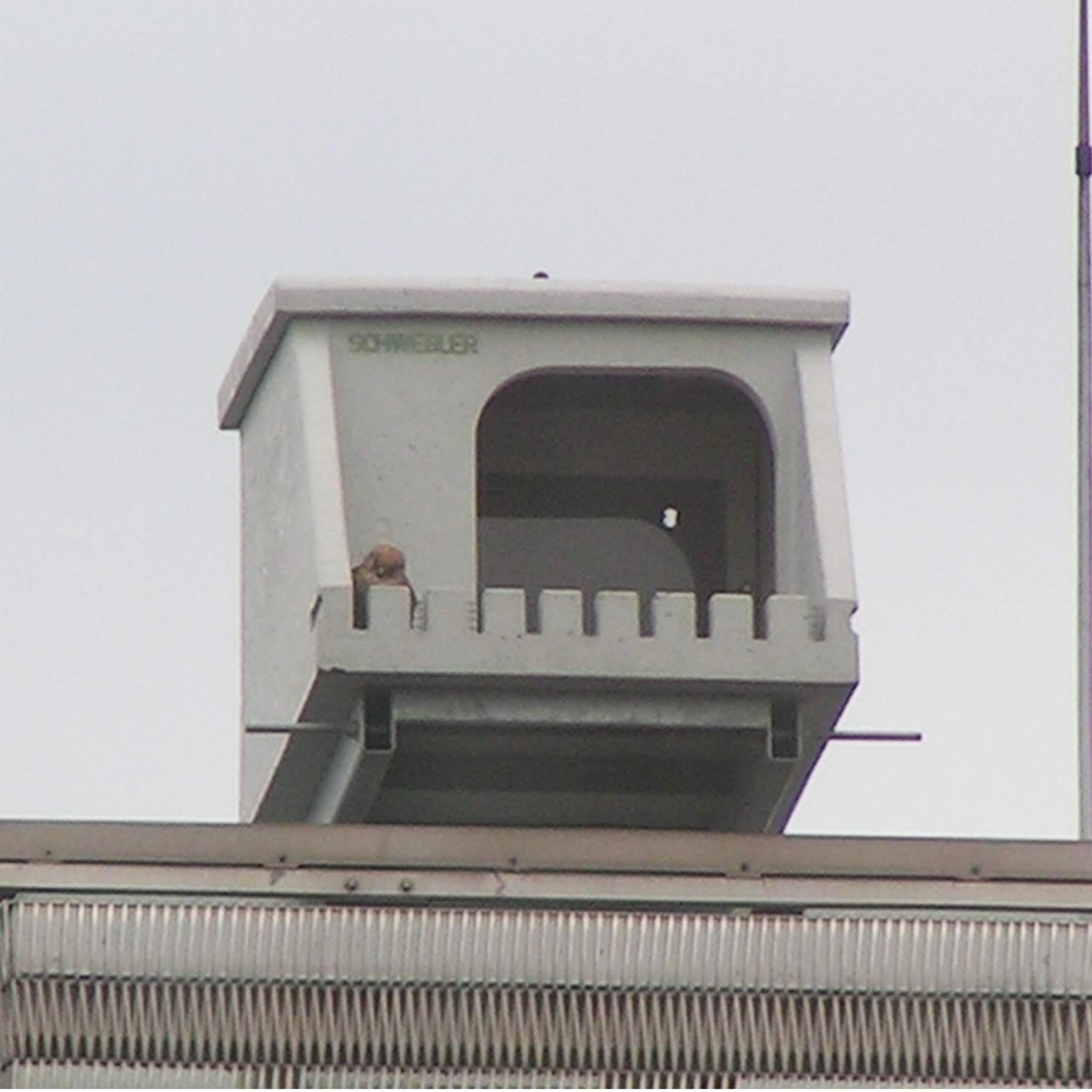 peregrine falcon in nest box