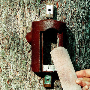 Schwegler 2B Tree Creeper nest box