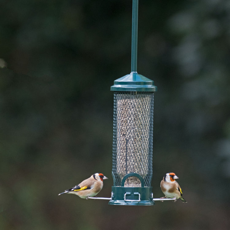 Finches on squirrel buster mini seed feeder