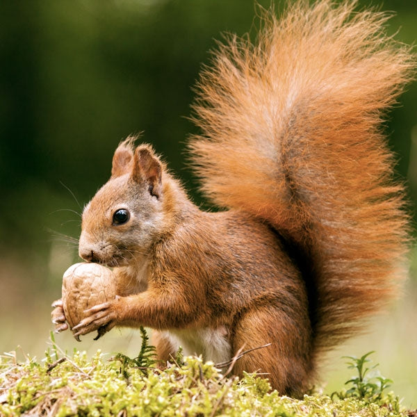 Walnuts in shell for squirrels