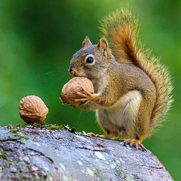red squirrel with walnut