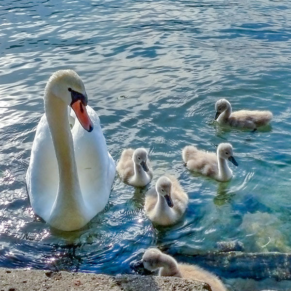 Swan and cygnets coming for food 