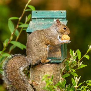 Grey squirrel eating a walnut