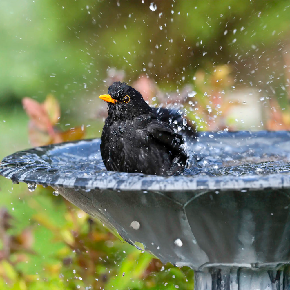 A black bird with a yellow beak standing in splashing water inside a dark stone birdbath outdoors.