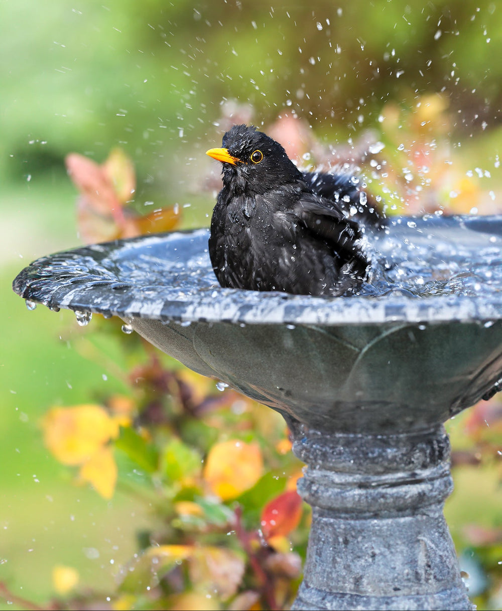 A black bird with a yellow beak standing in a stone bird bath, surrounded by splashing water and a blurred garden background with green and yellow foliage.