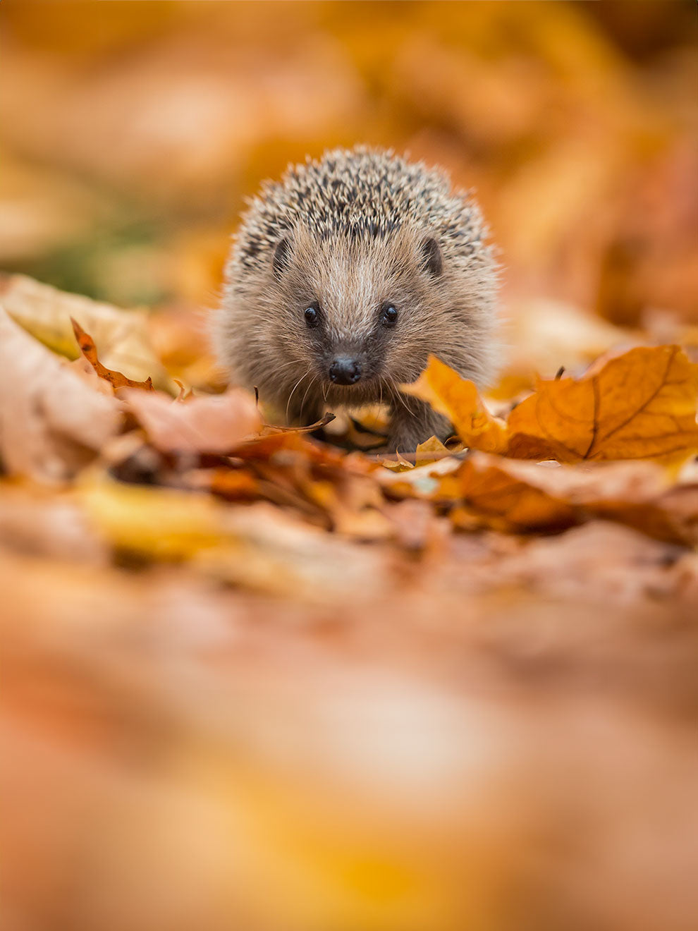 Hogilo Hedgehog Care Home Eco-Friendly Construction Ark Wildlife