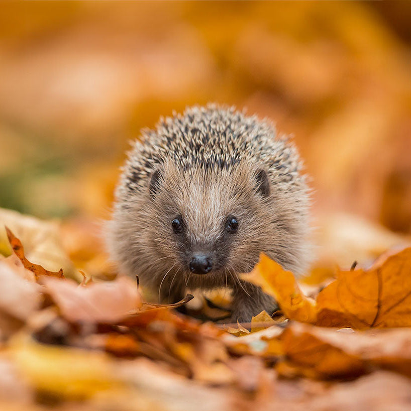 What to feed Hedgehogs