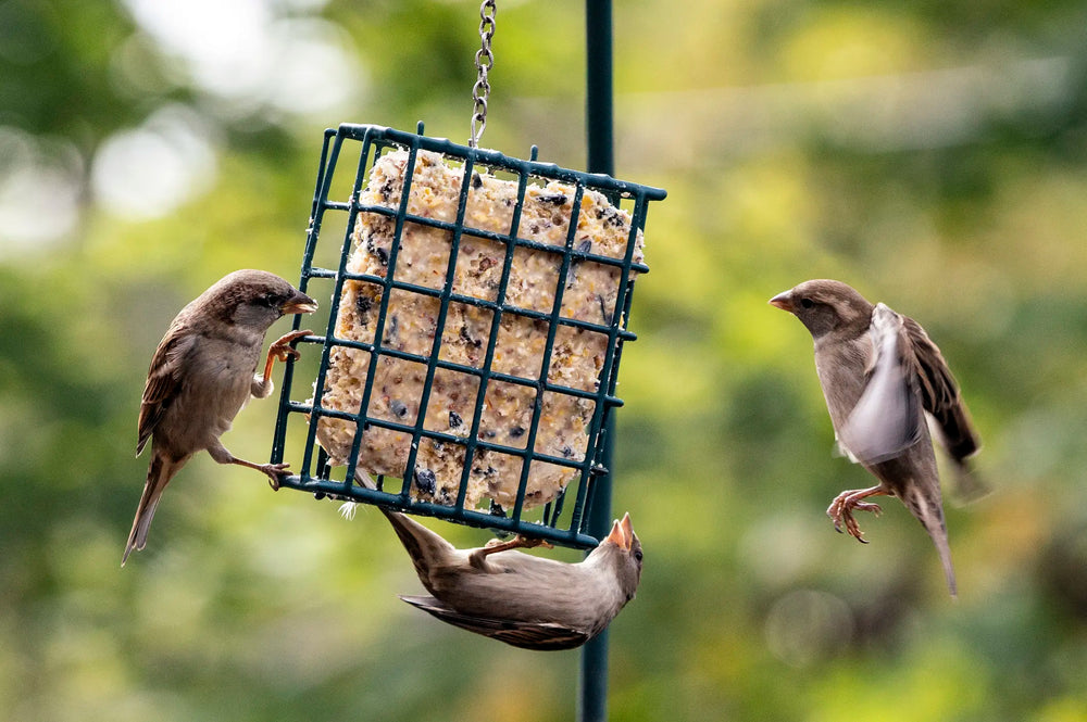 Three brown birds feeding from a hanging green wire bird feeder filled with suet, set against a soft blurred green outdoor background.