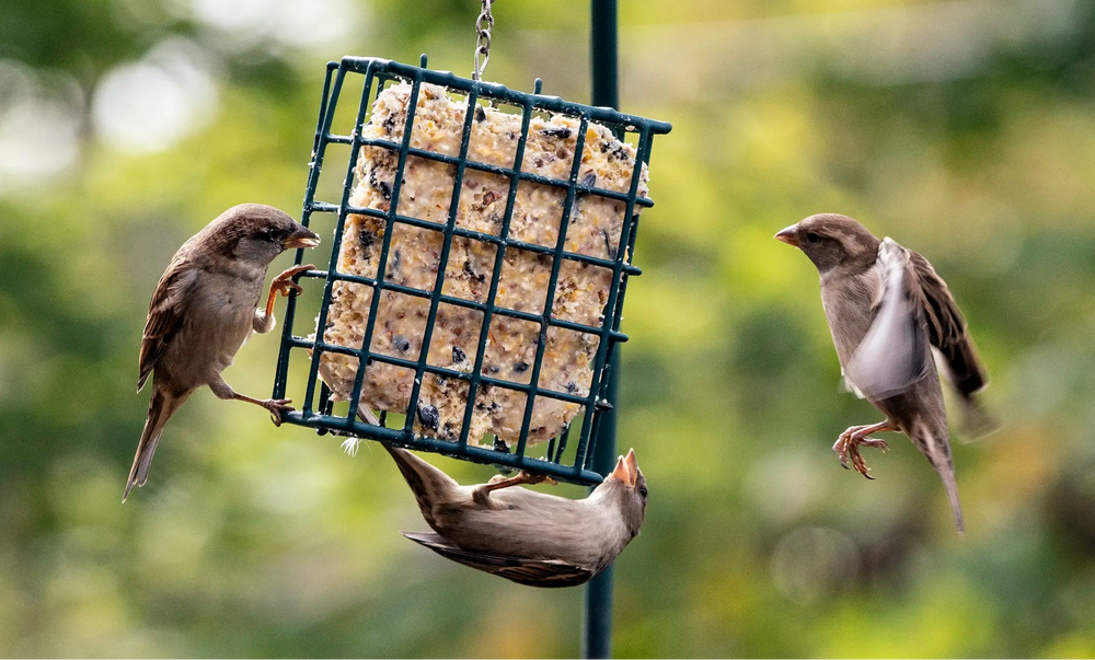 Three brown birds feeding from a hanging green wire bird feeder filled with suet, set against a soft blurred green outdoor background.