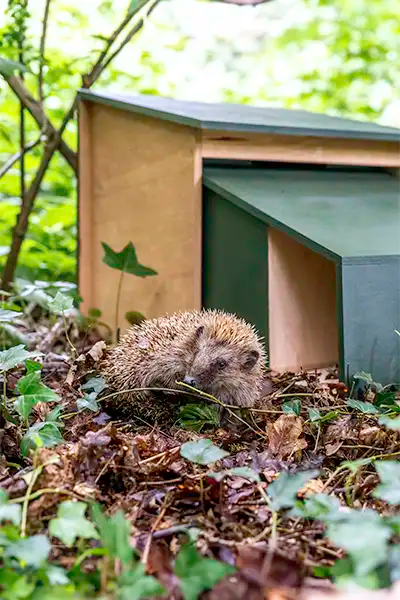 Hedgehog finds its new house to call home