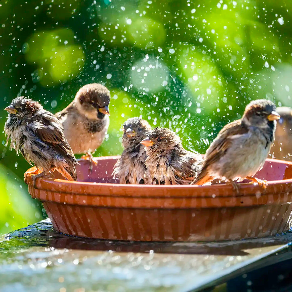 Five birds in a brown bowl with water splashes against a green blurred background
