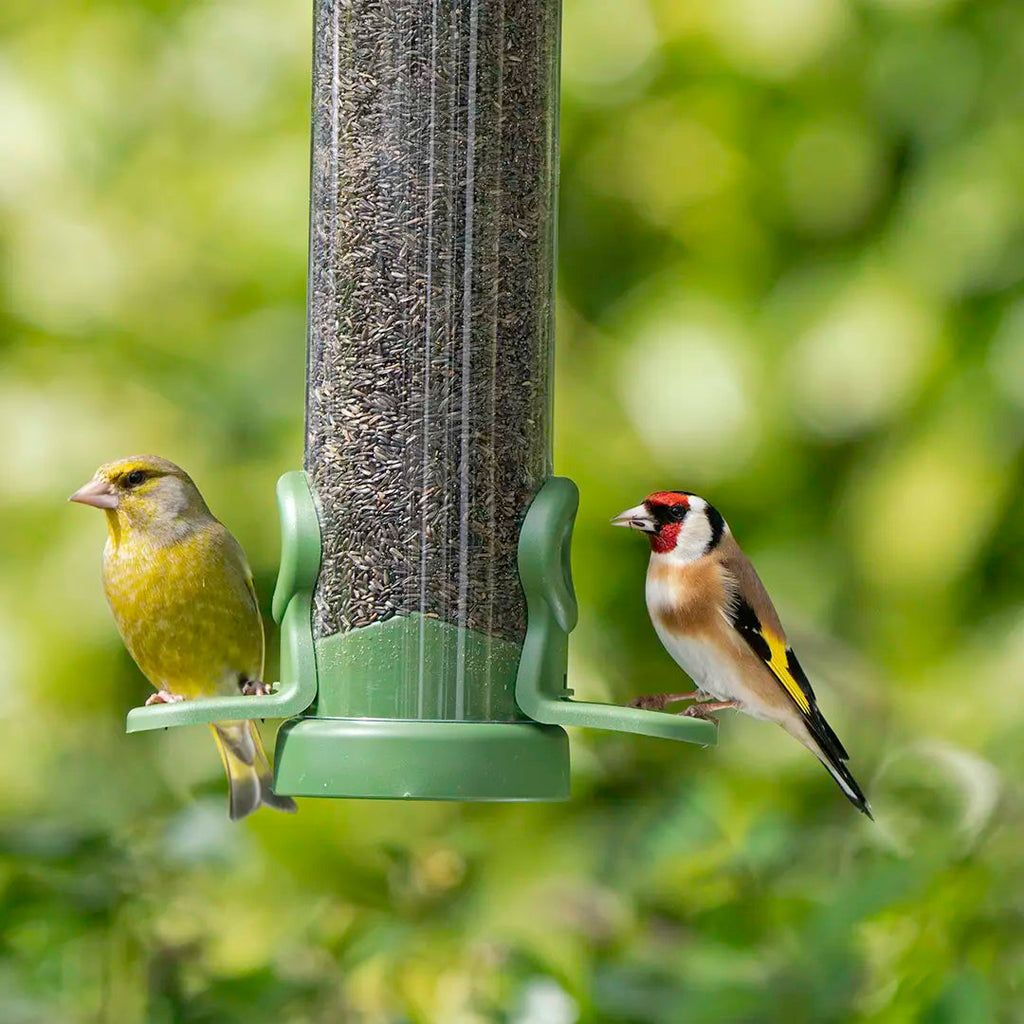 Two birds on a green bird feeder against a blurred green background