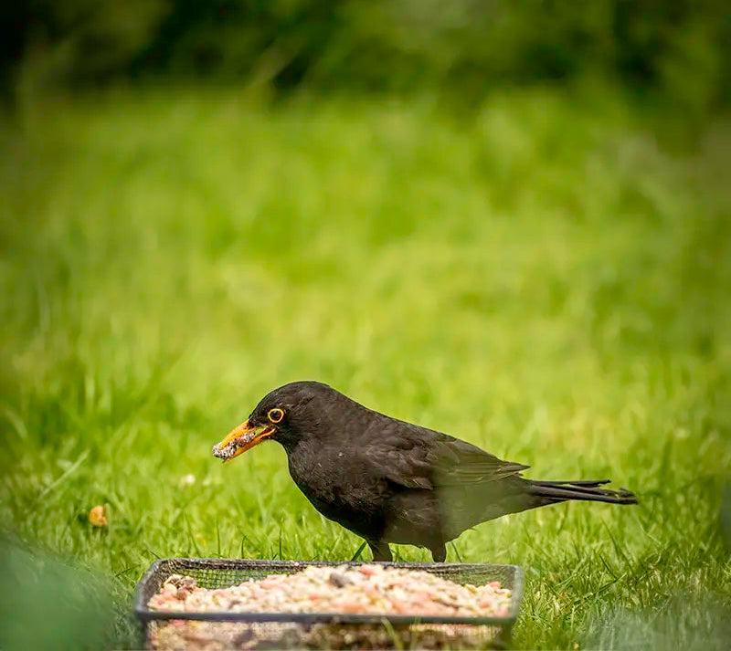 Black bird on a grassy field eating ark summer support mix from a ground feeder