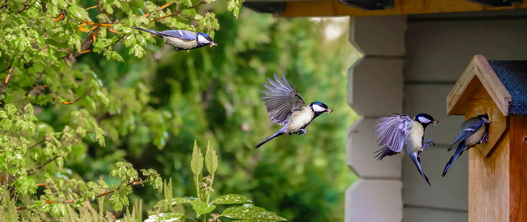 great tit flying into a nest box with food 