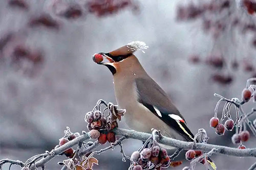 Waxwings are impressive winter visiting birds