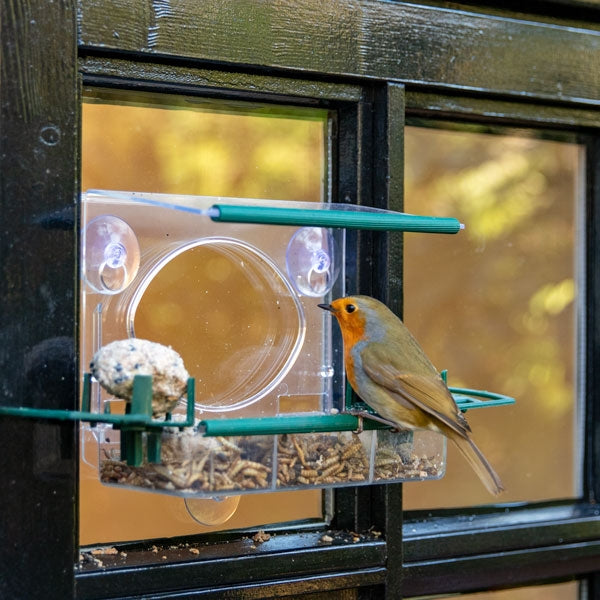 Meripac Complete Window Feeder with 2x Fat Ball Holders; Blackbird on window feeder; Robin close to view on window bird feeder