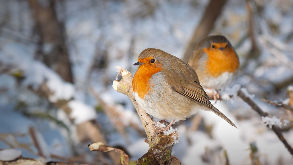 Winter bird feeding with high-energy foods for UK garden birds