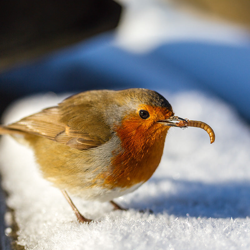 Feeding robin bird food during winter