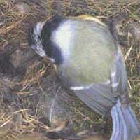 Blue tit on nest