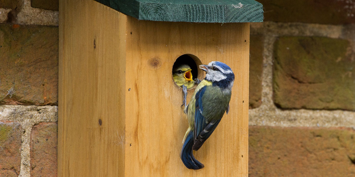 Blue tit nest box