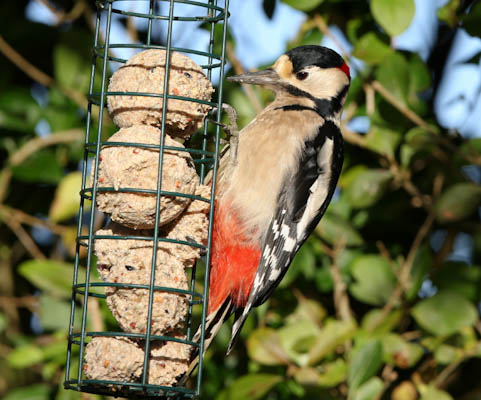 Great Spotted Woodpecker Feeding