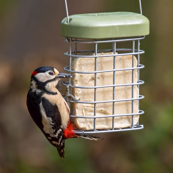 Great Spotted Woodpecker Feeding