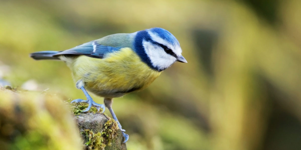Blue Tit Bird UK: Identification, Habitat & Nesting